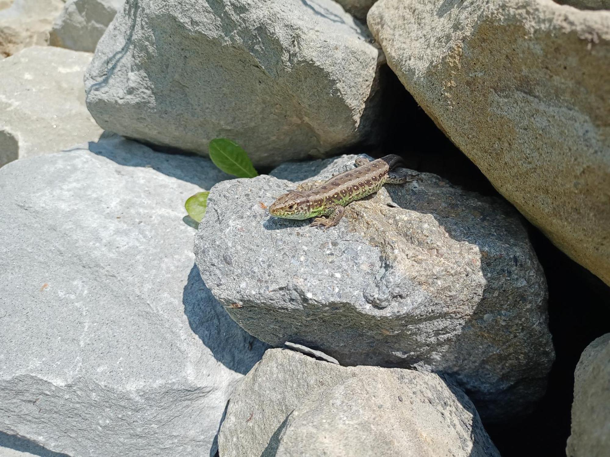 Hortensjowy Zakatek W Pieninach Sromowce Wyzne Exteriér fotografie